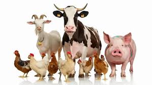 Livestock Harvest