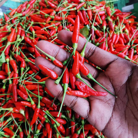 Pilipili